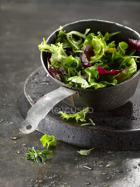 Frisch gewaschene gemischte Salatblätter — Stockfoto
