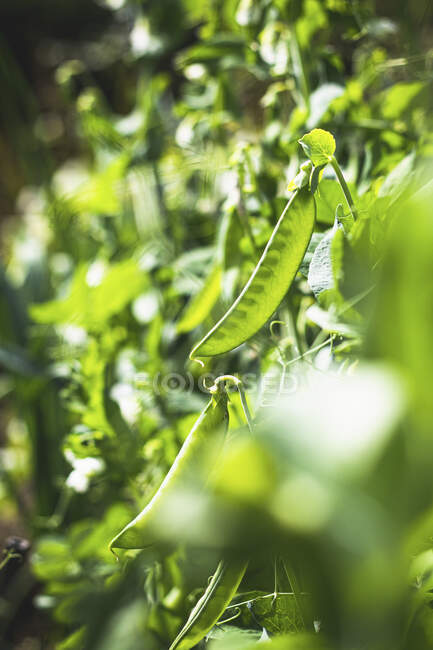 Green peas on a branch in the garden — Stock Photo
