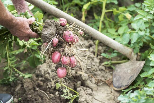 Coltivatore che preleva patate dal terreno — Foto stock