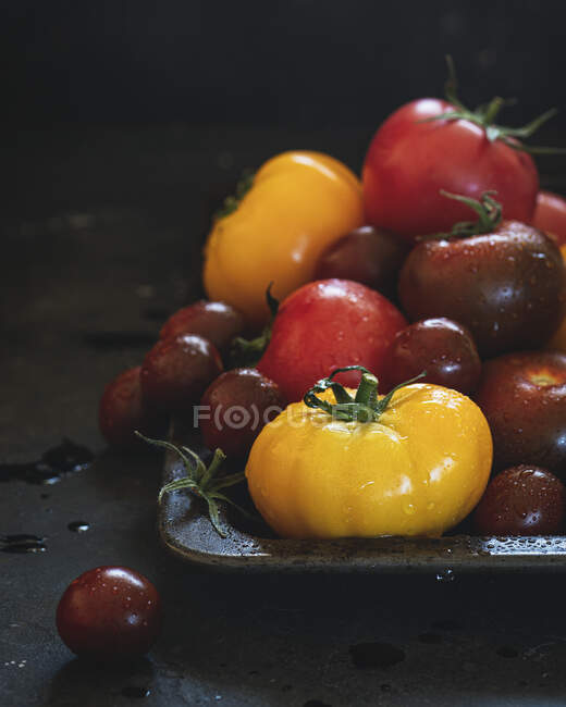 Tomates multicoloridos molhados no fundo escuro — Fotografia de Stock