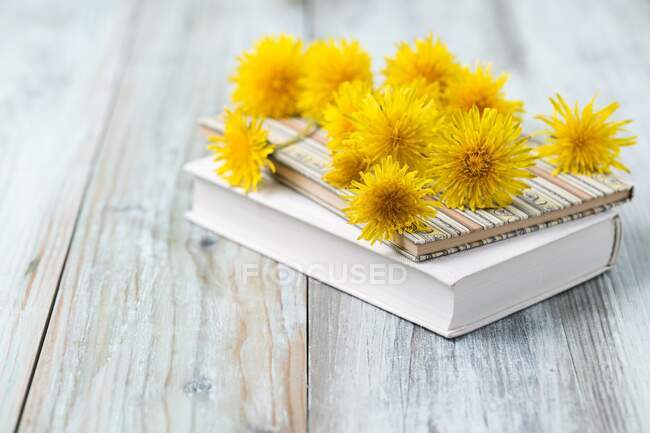 Flores de diente de león esparcidas por los libros - foto de stock