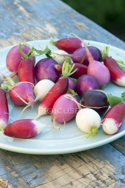 Colourful radishes on plate — Stock Photo
