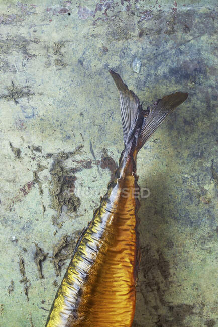 Close-up shot of delicious Smoked mackerel (partial view) — Stock Photo