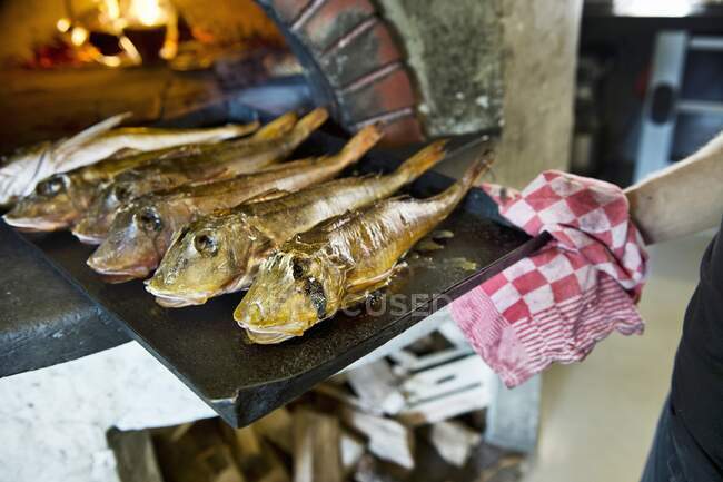 Baked gurnards fresh from a wood-burning oven — Stock Photo