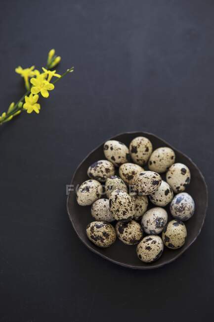 Quail eggs in bowl and yellow flowers on black surface — Stock Photo