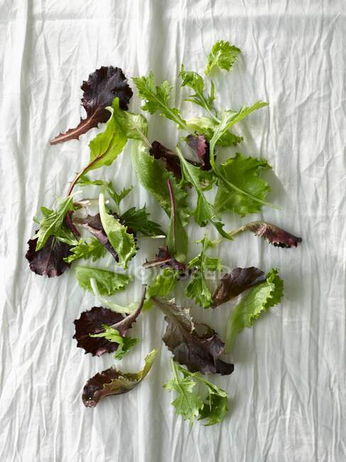 Various mixed young lettuce leaves (seen from above) — Stock Photo