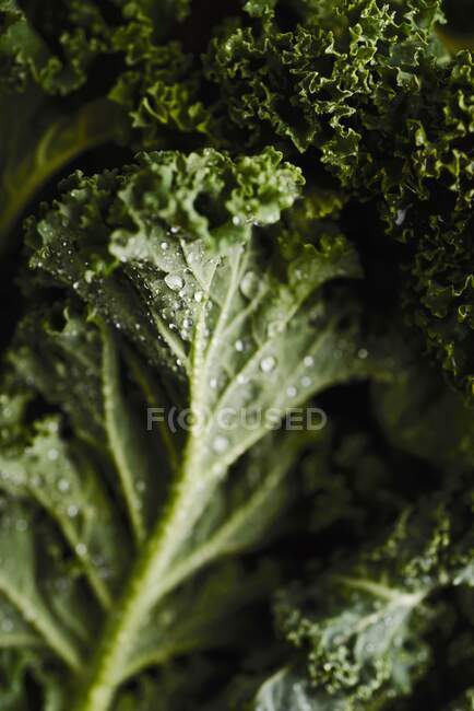 Superfood: Vista de cerca de Fresh Kale - foto de stock
