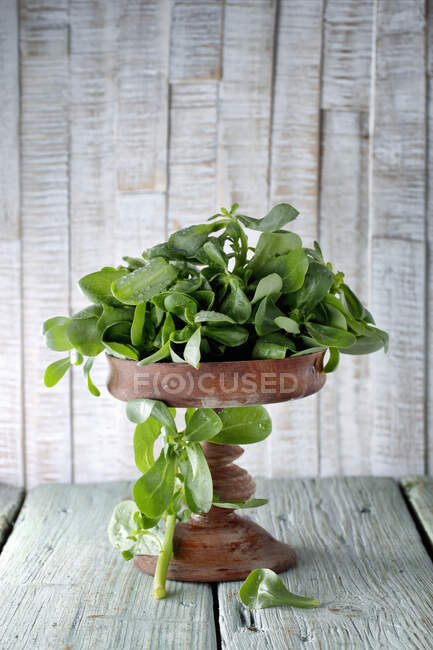 Purslane on table close-up view — Stock Photo