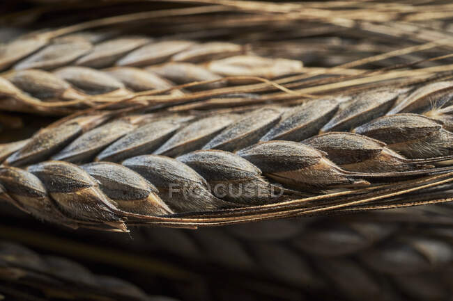 Close-up shot of delicious Black emmer wheat — Stock Photo