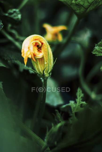 Una flor de calabacín en una planta - foto de stock