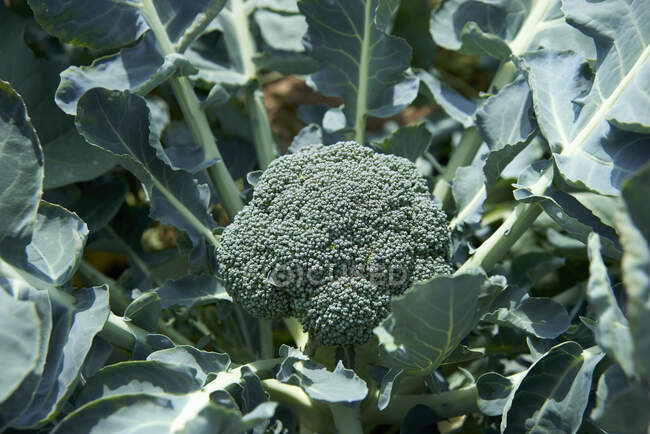 Brokkoli auf der Pflanze — Stockfoto