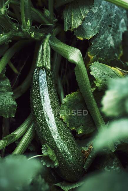 Young Zucchini In The Garden — Stock Photo
