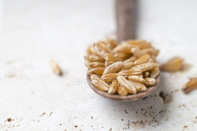 Kamut on a spoon — Stock Photo