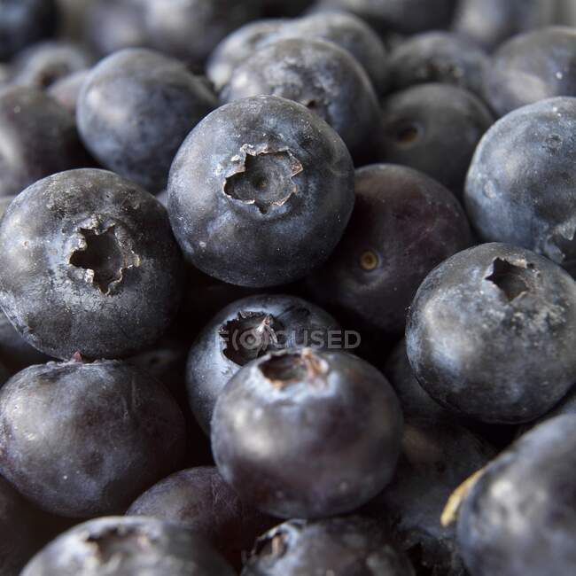 Blue Berries close-up view — Stock Photo