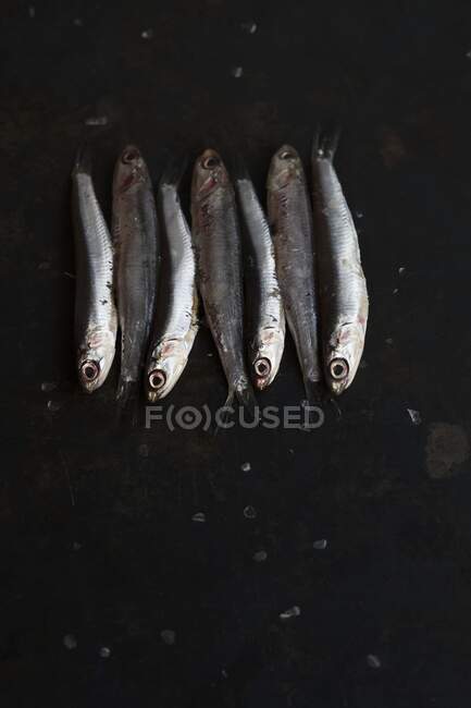 Sardinen in einer Reihe auf einem Blech — Stockfoto