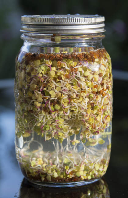 Sprouts in a jar — Stock Photo