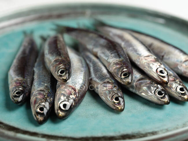 Cetara anchovies close-up view — Stock Photo
