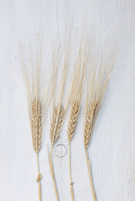 Ears of barley close-up view — Stock Photo
