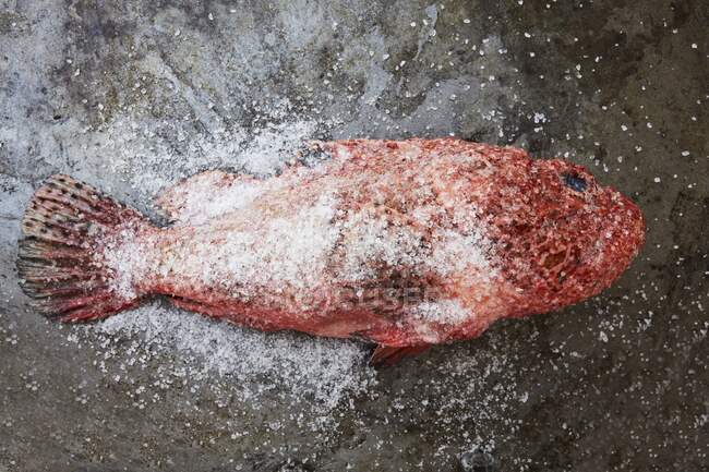 Red scorpion fish with salt — Stock Photo
