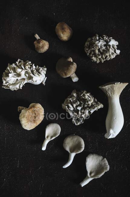Various edible mushrooms on a black background (top view) — Stock Photo