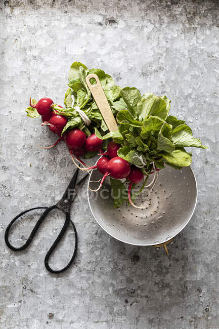 Radishes, colander and herb scissors — Stock Photo