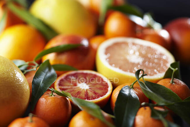 Varias frutas cítricas vista de cerca - foto de stock