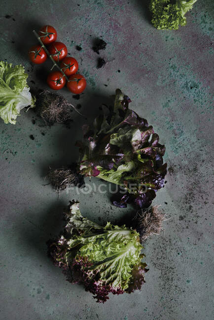 Lollo Rosso and tomatoes on a concrete surface — Stock Photo