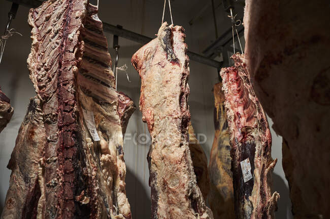 Rindfleisch in einer alternden Kammer — Stockfoto