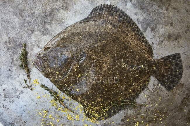 Fresh turbot with thyme — Stock Photo