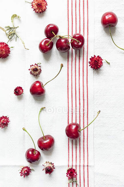 Fresh cherries and red strawflowers on linen cloth — Stock Photo