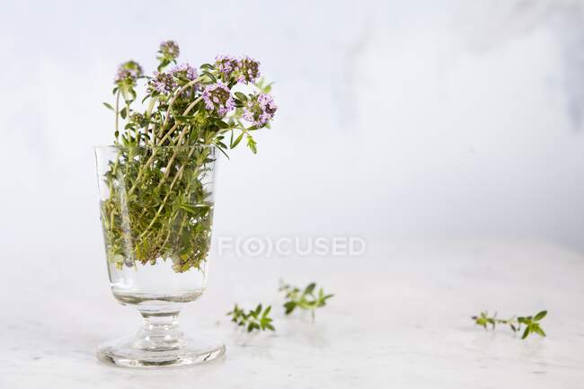 Frisch blühendes Sommer-Bohnenkraut im Glas vor weißem Hintergrund — Stockfoto