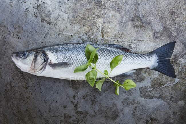 Fresh sea bass with basil — Stock Photo