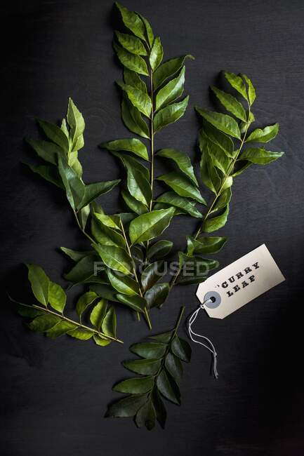 Fresh curry leaves against a black background (top view) — Stock Photo
