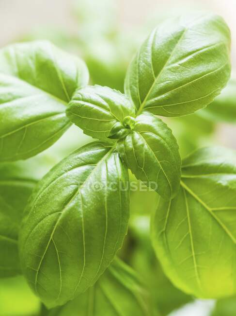 Basil leaves(close-up) — Stock Photo