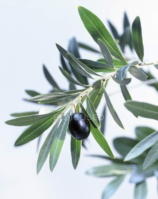 Une branche d'olivier avec une olive noire (gros plan) — Photo de stock