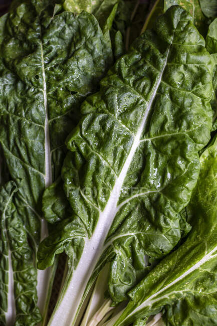 Fresh green spinach leaves, close up — Stock Photo