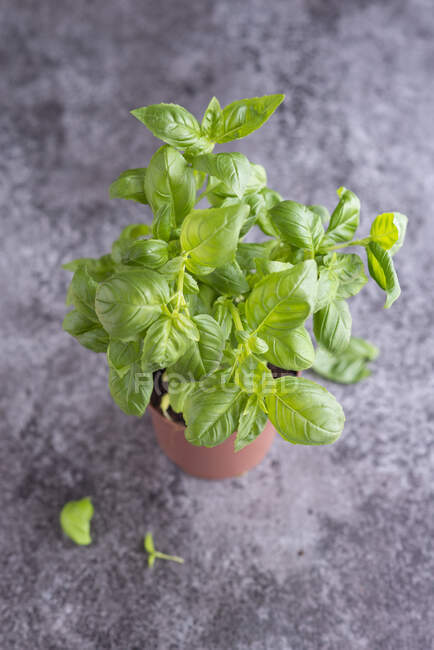 Fresh basil in a pot — Stock Photo
