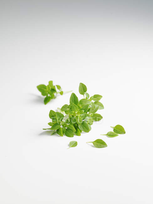 Feuilles de menthe fraîche vertes sur fond blanc — Photo de stock