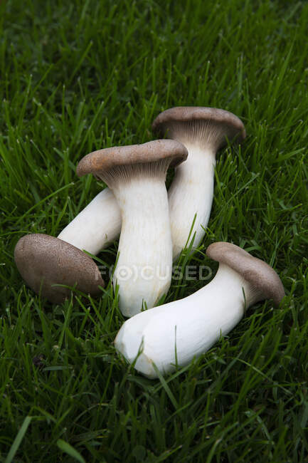 Rei trompete cogumelos close-up vista — Fotografia de Stock
