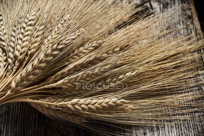 Orejas de trigo emmer - foto de stock