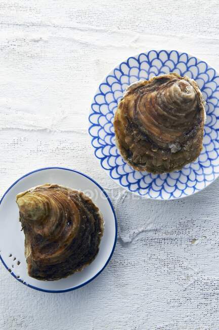 Two raw oysters on plates (top view) — Stock Photo