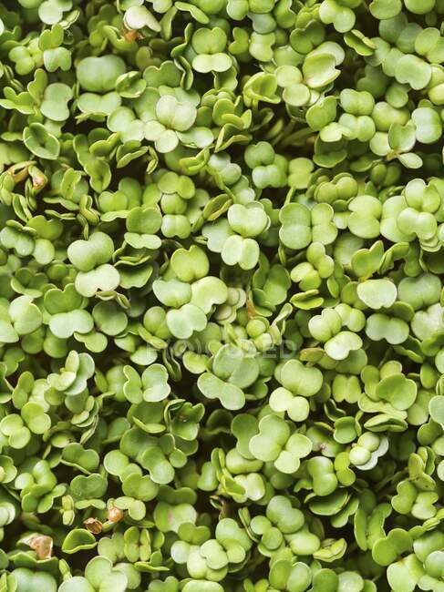 Ensalada de rúcula (Eruca Sativa) brotes, de cerca - foto de stock