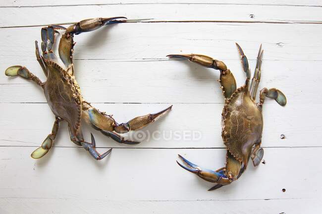 Two vivid blue crabs on a wooden background — Stock Photo
