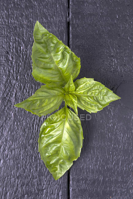 Closeup of fresh basil leaf — Stock Photo