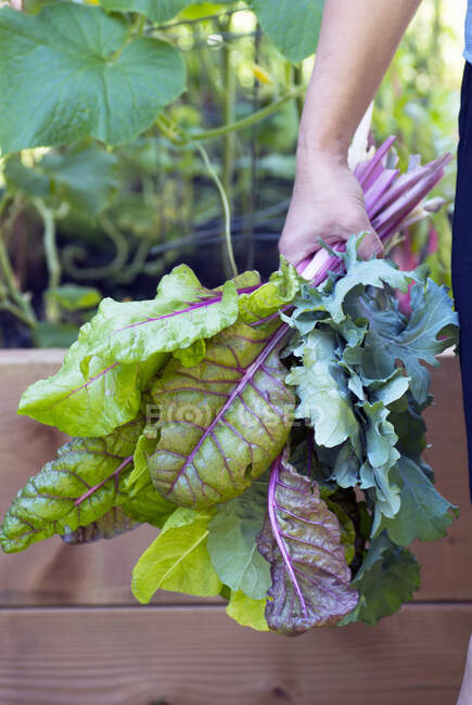 Organic farmer with a bundle of fresh kale and swiss chard — Stock Photo