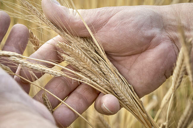 Рука, держащая уши из пшеницы айнкорн — стоковое фото