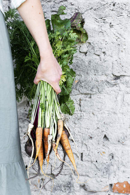 Gemüse aus dem Garten — Stockfoto