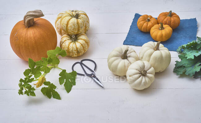 Getting ready for pumpkin pie after harvesting the pumpkins — Stock Photo