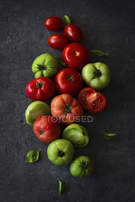 Red and green tomatoes on concrete with basil leaves — Stock Photo