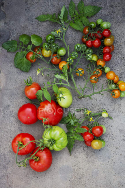 Fresh tomatoes and basil on a dark background — Stock Photo